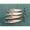 Block Quick Frozen Mackerel Fish